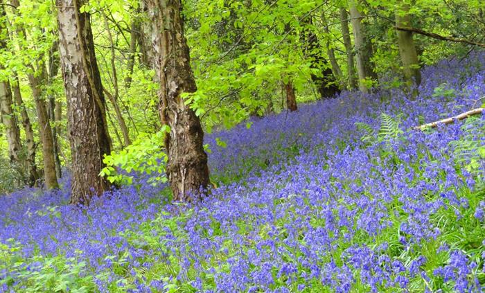 Bluebell woods